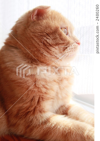 可愛的貓咪 可愛的貓咪 2480260