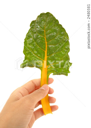 swiss chard, vegetables, vegetable 2480381