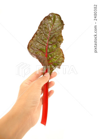 swiss chard, vegetables, vegetable 2480382