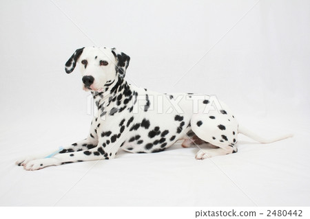 達爾馬提亞狗用牙刷 2480442