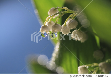 convallaria, lily of the valley, bloom 2480467
