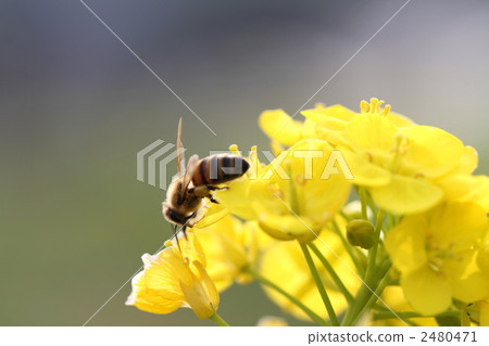 Spring image 2480471