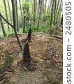 Bamboo shoots 2480505