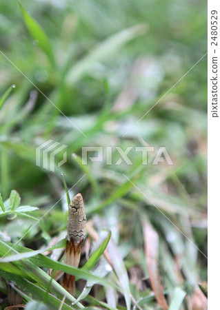 Tsukuri Shinkbo 2480529