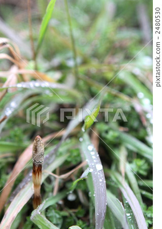 Tsukuri Shinkbo 2480530