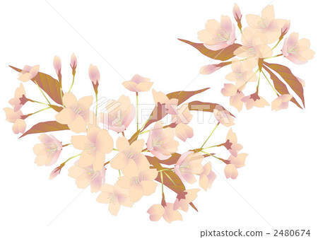 Mountain cherry blossoms gobs parts Mountain cherry blossoms gobs parts 2480674