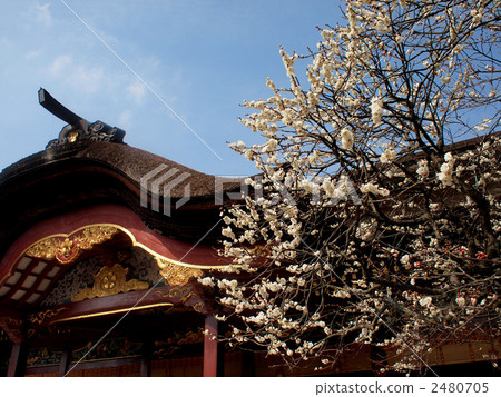 ume, shrine, dazaifu tenmangu shrine 2480705