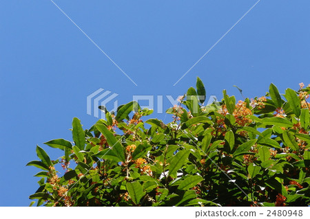 10月Kinmokui·Moxui家庭10 2480948