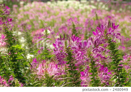 十月Kleome·Douchaceae 22 2480949