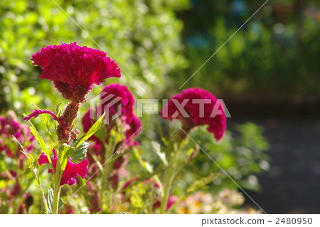 十月Catechuidae 43 2480950