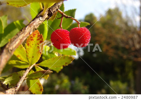 十一月草莓和杜鵑花03 2480987