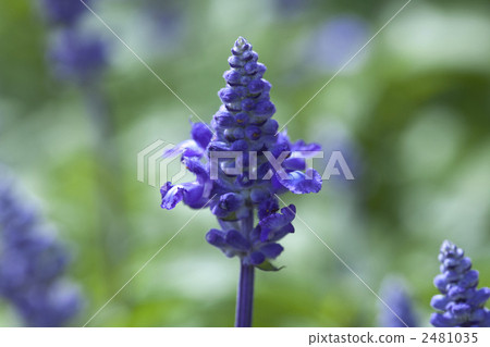 blue salvia, bloom, blossom 2481035
