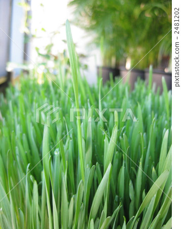 Window Garden: Wheatgrass - Wheatgrass Window Garden 2481202