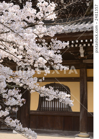 Nanzenji Hall and Sakura Nanzenji Hall and Sakura 2481357