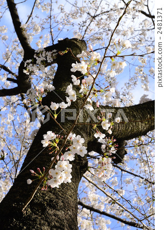 Cherry blossoms in Ueno Park Cherry blossoms in Ueno Park 2481371