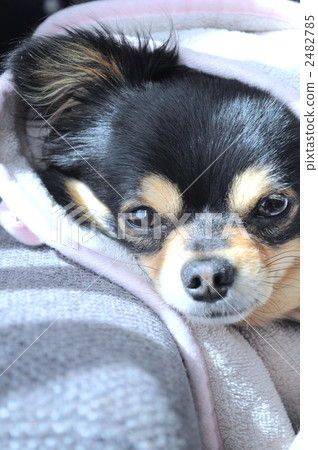 吉娃娃 毛孩 狗 2482785