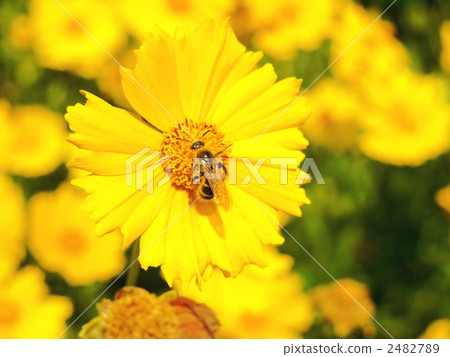 劍葉金雞菊 蜜蜂 雛菊 2482789