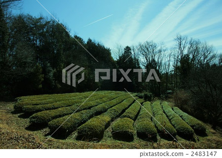 Tea plantation 2483147