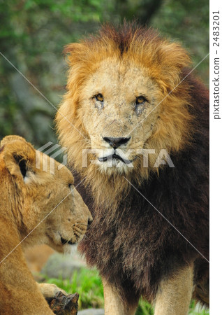 terrestrial animal, lion, panthera leo 2483201