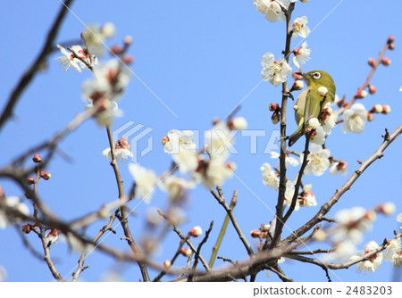 ume, white plum blossoms, white-eye 2483203