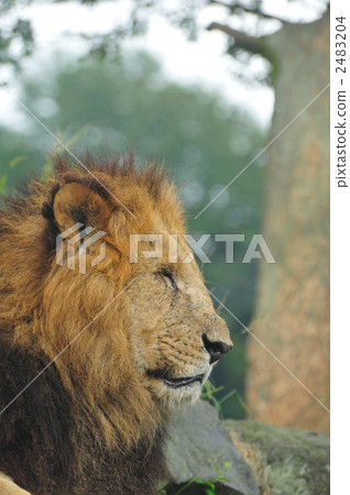 animal, animals, lion 2483204