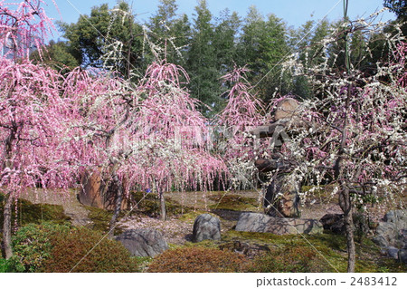 Umeshi plum garden in full bloom 2483412