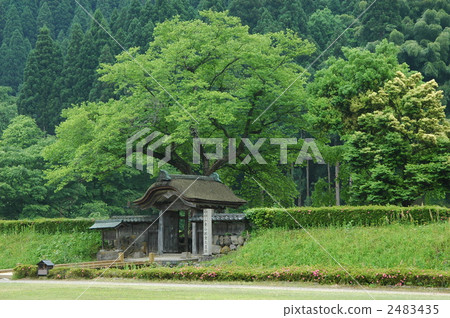 被破壞的谷新鮮綠色的朝倉遺址 2483435