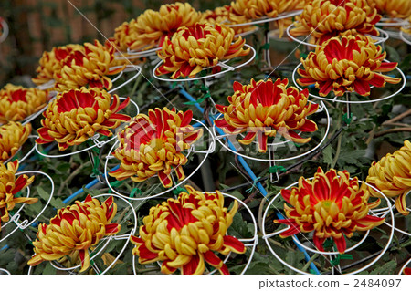 Mino chrysanthemum 2484097