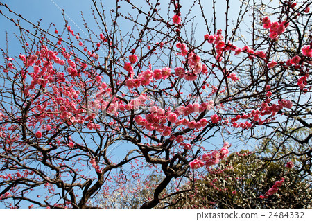 桃紅色李子花和東部庭院的藍天 2484332