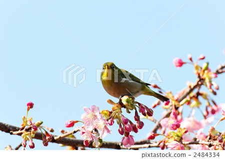 Kawazu櫻花和mezzo在東部花園的早期開花 2484334
