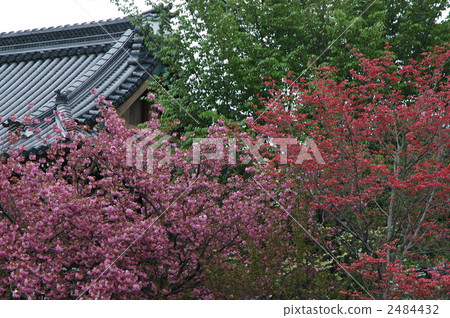京都Umehimi神社的櫻花 2484432