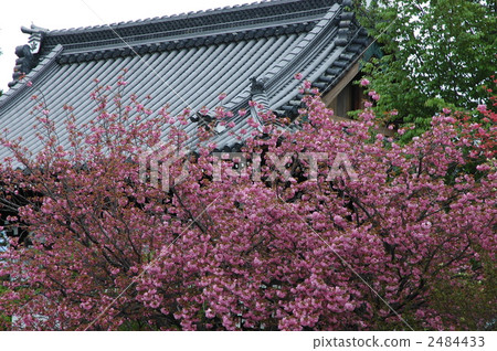 京都Umehimi神社的櫻花 2484433