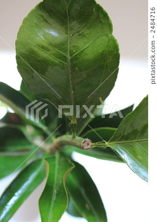 Amanatu sweet summer seedlings 2484716