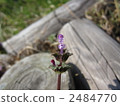 花看起來像一張臉 2484770