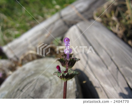 花看起來像一張臉 花看起來像一張臉 2484770