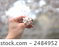 櫻花和手 2484952