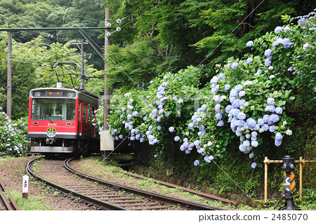 图库照片 绣球花和箱根登山铁路