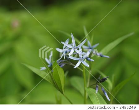 Flower of clone 2485249