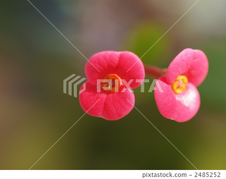 Hanaquilin flower Hanaquilin flower 2485252