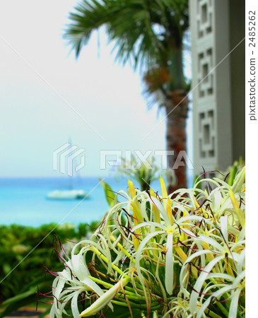 Sea of Miyakojima and flowers of Hamayu, sailboat 2485262