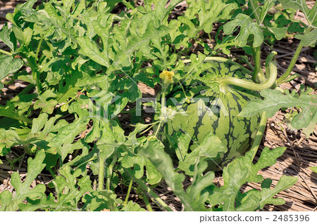 西瓜領域 西瓜領域 2485396