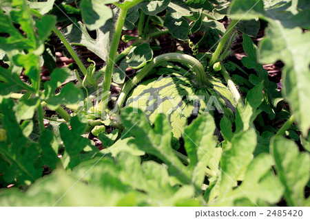 Watermelon field 2485420