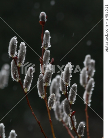 Cat piercing snow 2485511