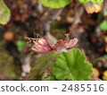 Mantis larva Mantis larva 2485516