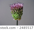 Caterpillar allium Caterpillar allium 2485517