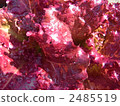 sunny lettuce sunny lettuce 2485519