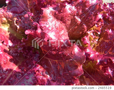 sunny lettuce sunny lettuce 2485519
