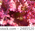 sunny lettuce sunny lettuce 2485520