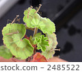 Five larvae of geranium and mantis Five larvae of geranium and mantis 2485522