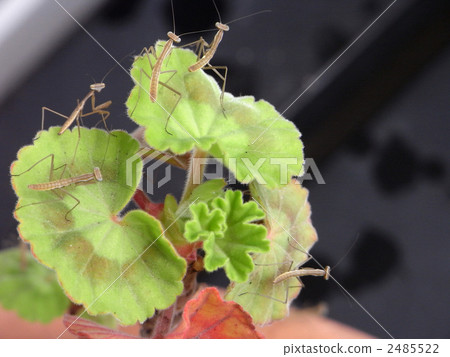 Five larvae of geranium and mantis Five larvae of geranium and mantis 2485522